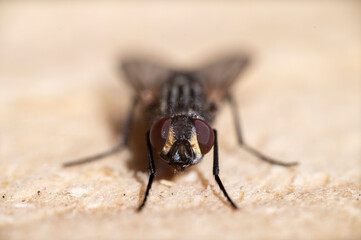 fly on wood
