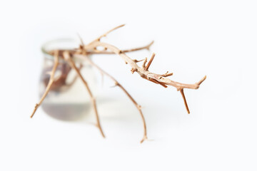 Dry branches. Still life of dry branches in a glass vase on a white. Selective soft focus.