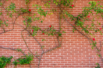 Pattern of red brick wall with blooming red rose bush with green leafs abd brown branches