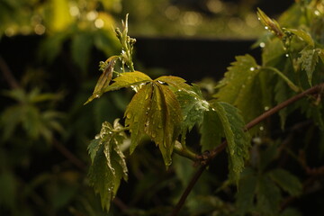 kwiaty liście mała mała głębia ostrości krople wody
/ flower leaf depth of field drops of...