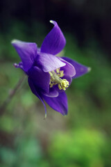 Violet flower in the field