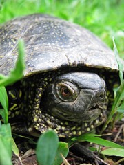 turtle on the ground