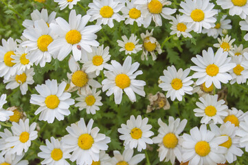 background with white and yellow daisies in a garden
