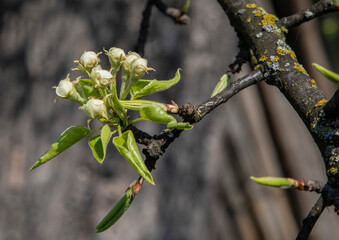 Blooming spring flowers of pear tree