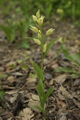 Close-up of a fully blooming specimen of the cream colored white helleborine orchid (Cephalanthera damasonium) in a natural meadow habitat against grass and leaf litter near Pesciano, Italy