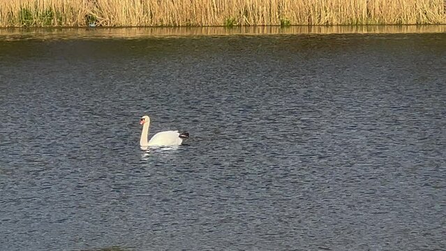 ŁABĘDZIE NIEME. CYGNUS OLOR