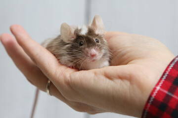 Little pet: mouse on arm. Long haired decorative little mouse. Home animal, fun pet. Cute mice....