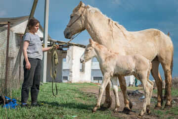 A young beautiful female worker takes care of a horse on a farm.