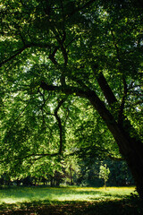 Des arbres dans une forêt. Un arbre dans un parc. Une forêt au printemps. Des arbres verts pendant le printemps.