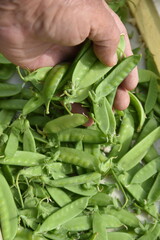 Harvesting Snow peas. Sowing in late autumn After winter, it can be harvested in about two weeks after the flowers bloom in late March, and can be harvested one after another until early summer.