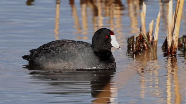 American coot a mud hen or pouldeau bird, a bird of the family Rallidae. 