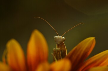 praying mantis on flower