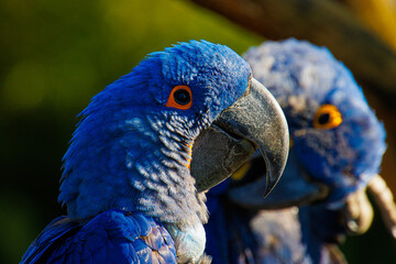 Blauaras