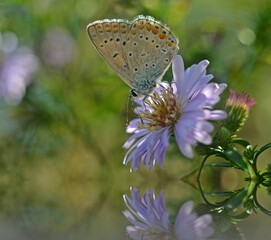 butterfly on flower