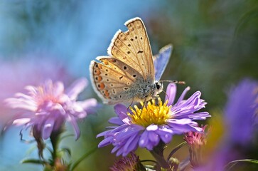 butterfly on flower