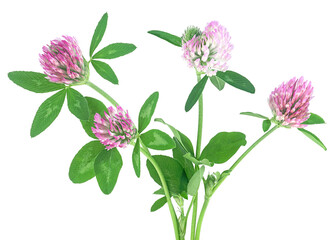 Bouquet of clover flowers isolated on a white background. Trefoil flower medicinal herbs.