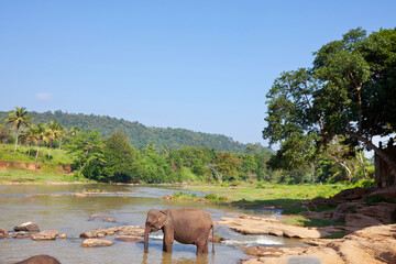 Elephant on Sri Lanka - obrazy, fototapety, plakaty