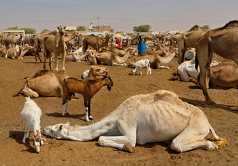 West Africa. Mauritania. One-humped camels at the metropolitan camel market, where a huge number of...