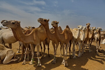 West Africa. Mauritania. One-humped camels at the metropolitan camel market, where a huge number of camels of different breeds and ages are sold and exchanged daily.