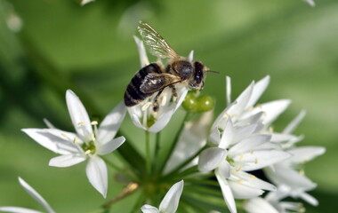 Biene auf blühendem Bärlauch