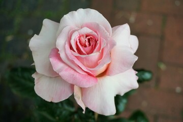 Rosa Rose mit grünen Blättern über rot-grauem Backsteinboden im Frühling 