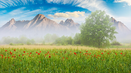 Fototapeta poppy field on a foggy morning. composite nature scenery with peaks of high tatra mountain ridge in the distance. rural landscape of slovakia in springtime concept obraz