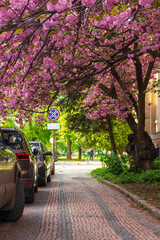 Uzhgorod, ukraine - may 05, 2021: Cherry Blossom on the streets in morning light. Flowering sakura...