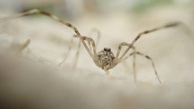 In macro slow motion, a spider in the sand looks into the camera and leaves.