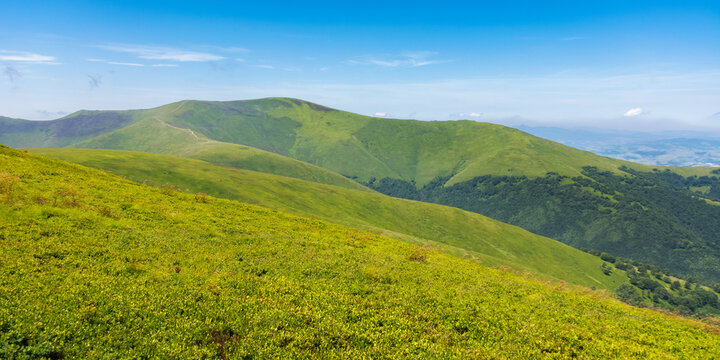 views of borzhava mountain ridge in summer. beautiful nature of transcarpathia, ukraine, europe. landscape with grassy meadows on the hills beneath a bright blue sky. summer vacation concept