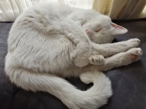GATITO DURMIENDO CON LAS PATITAS ABRAZADAS