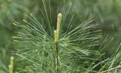Pine Needles in the spring in the Blue Ridge Mountains, Virginia. 
