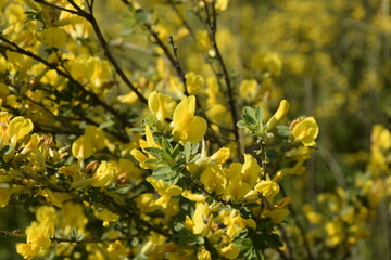 yellow flowers on the branches of the shrub
