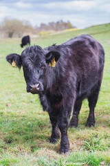 Fototapeta premium Beautiful long-haired cows graze on a pasture in Denmark