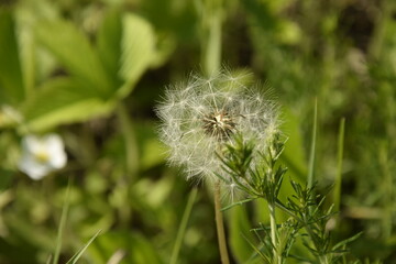ripe dandelion in the green grass close-up