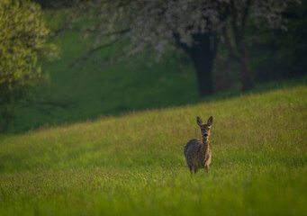 Obraz na płótnie Canvas Deer on spring color meadow in Zlin area in Moravia