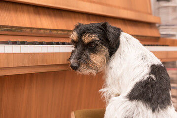 Cute small Jack Russell Terrier dog is sitting at the piano