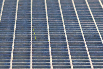 A small sprout sprouts through a metal grate