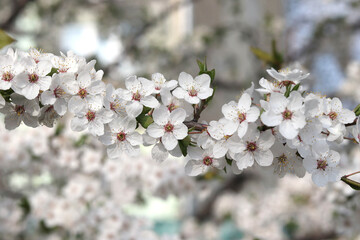 Flowers on a cherry tree, spring tree blooms, spring background