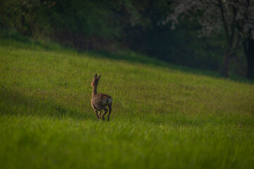 Obraz na płótnie Canvas Deer on spring color meadow in Zlin area in Moravia