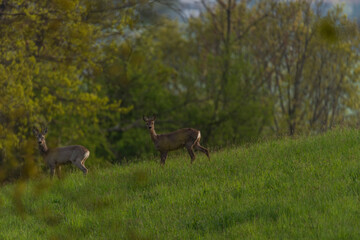 Deer on spring color meadow in Zlin area in Moravia