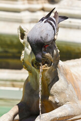 Obraz premium Siena,fontana monumentale di Siena in piazza del Campo