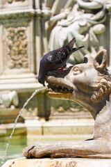 Siena,fontana monumentale di Siena in piazza del Campo