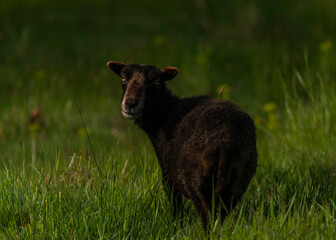 Goats on spring meadow in nice sunny morning
