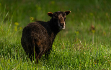 Goats on spring meadow in nice sunny morning