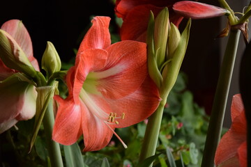 Lily flowers in the garden close-up