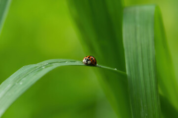 Nahaufnahme eines Marienkäfer welcher sich auf einem grünen Blatt niedergelassen hat