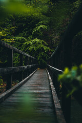 Fototapeta na wymiar Alte Brücke nach dem Regen mit blühenden Bäumen im Hintergrund
