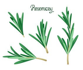 A set of rosemary sprigs on a white background. Herbs.
