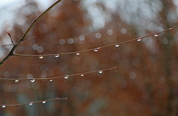 Rain drops