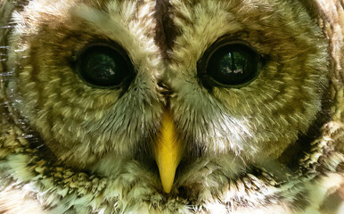 Extreme close up of a barred adult owl with a shallow depth of field